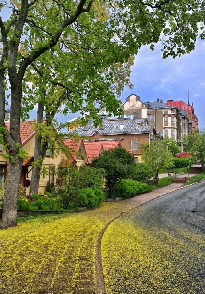 Tie värjäytynyt keltaiseksi puista tippuneiden vaahteran kukkien vuoksi ja taustalla kerrostaloja. 