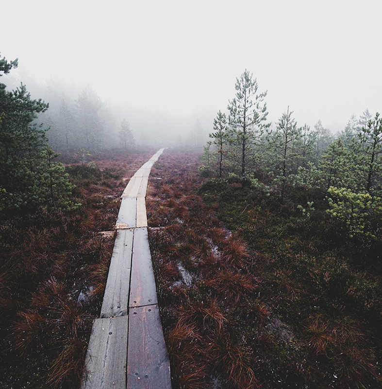 Pitkospuut kulkee läpi usvaisen Pomponrahkan suon Turun pohjoisosissa.