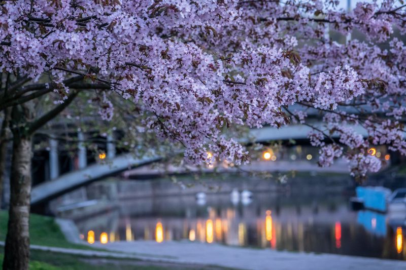 Kirsikankukat Turun jokirannassa.
