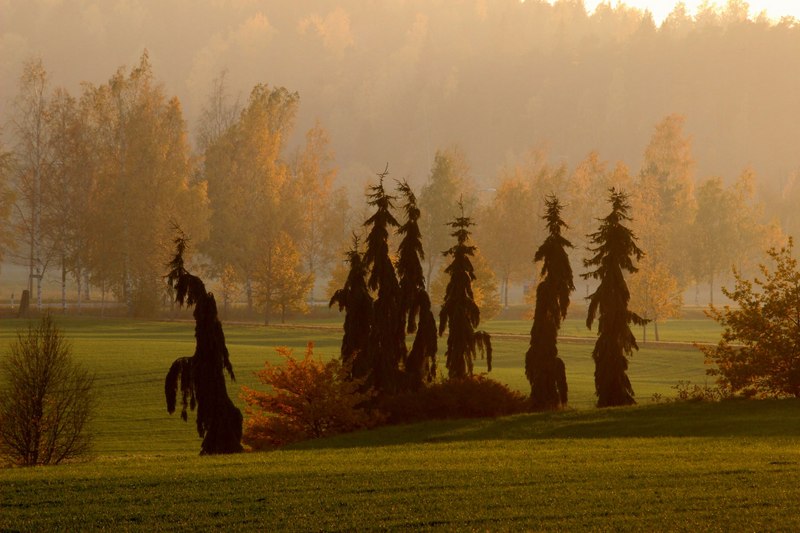 Tummat surukuuset seisovat vihreällä siistityllä ruohikolla Alaskartanon tilalla Piikkiössä Kaarinan kunnassa.
