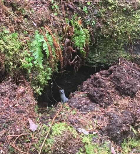 Pieni valkoinen lumikko kurkkaa metsän kolosta sammaleiden ja mullan seasta Kuusiston saarella Kaarinassa. 