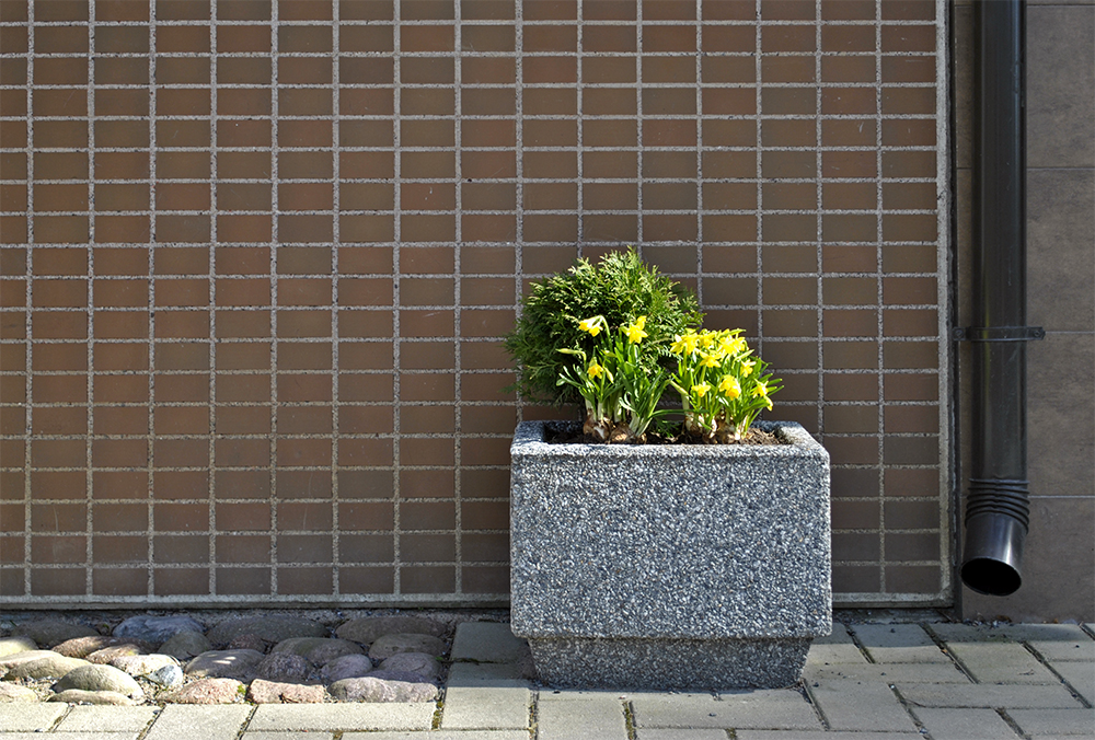 Turun Varissuolla erään kerrostalon ulkoseinän vieressä narsisseja kukkaistutuksessa.