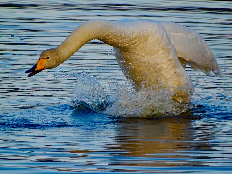 Valkoinen laulujoutsen on lähdössä lentoon veden pärskyessä Littoistenjärvellä Kaarinan Littoisissa.