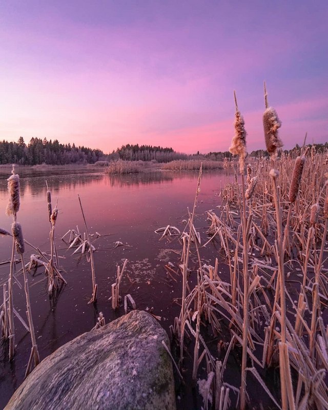 Jäätyneestä merestä kohoaa kaisla ja osmankäämit vaaleanpunaisessa aamussa.