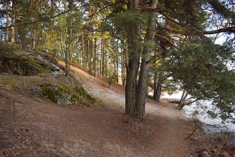 Lenkkipolku Turun Halisissa helmikuussa. Oikealla näkyy Aurajoki, joka on jäässä. Männyt täyttävät suuren osan maisemasta.