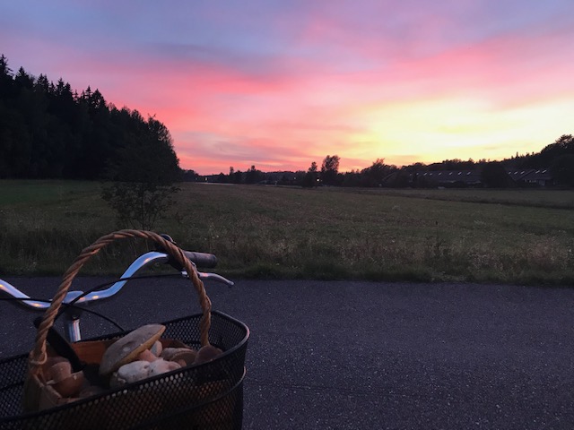 Polkupyörän korissa metsästä kerättyjä sieniä ja taustalla Hirvensalon kaunis auringonlasku.