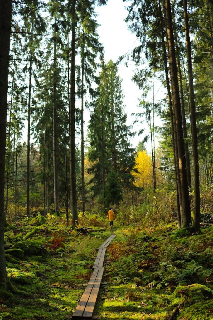 Henkilö kävelee selkä kameraan päin pitkospuilla Vanhakosken lehtojensuojelualueella. 