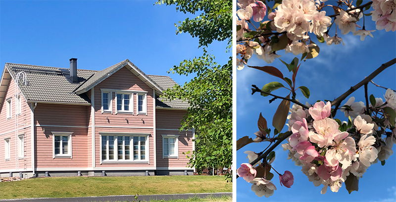 Vasemmalla vaaleanpunainen puutalo Kaarinan Auranlaaksossa ja oikealla omenapuun vaaleanpunaisia kukkia