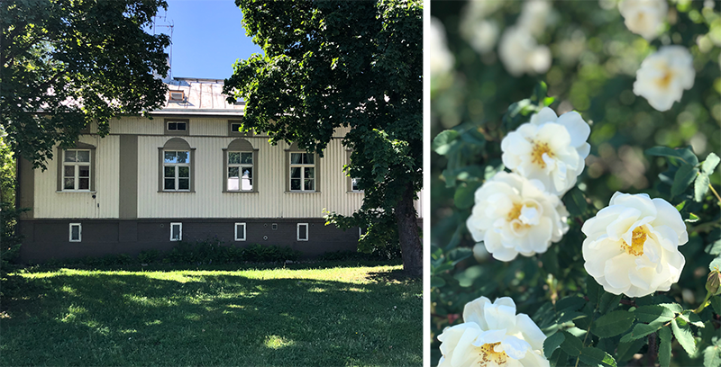 Vasemmalla valkoinen puutalo Turun Pohjolassa ja oikealla valkoinen juhannusruusu