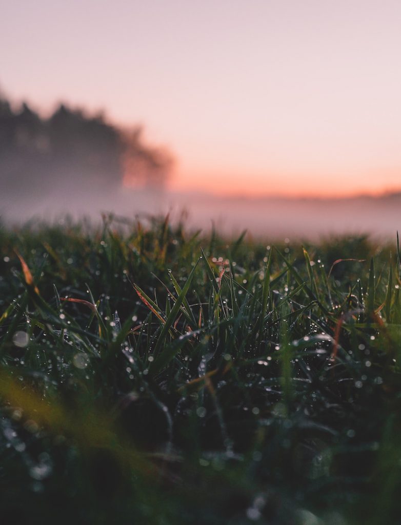 Aamu usva ja sen kostuttama ruohikko Kaarinassa.