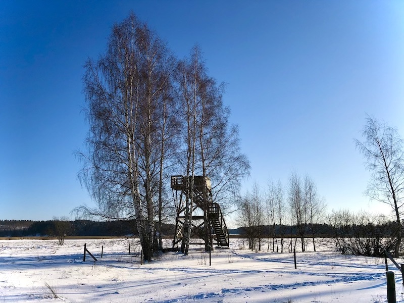 Kuusiston lintutorni koivujen takana lumisten peltojen ympäröimänä.