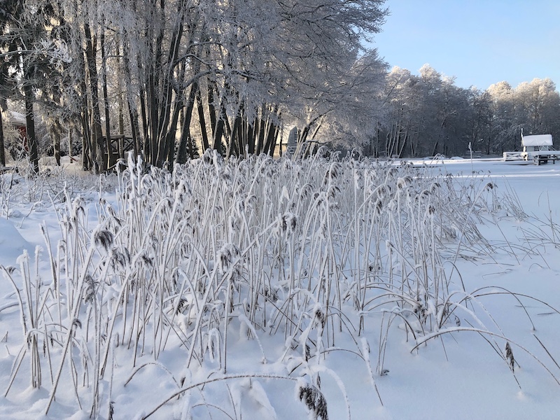Lumen alle peittynyt kaislikko jäätyneen järven rannassa.