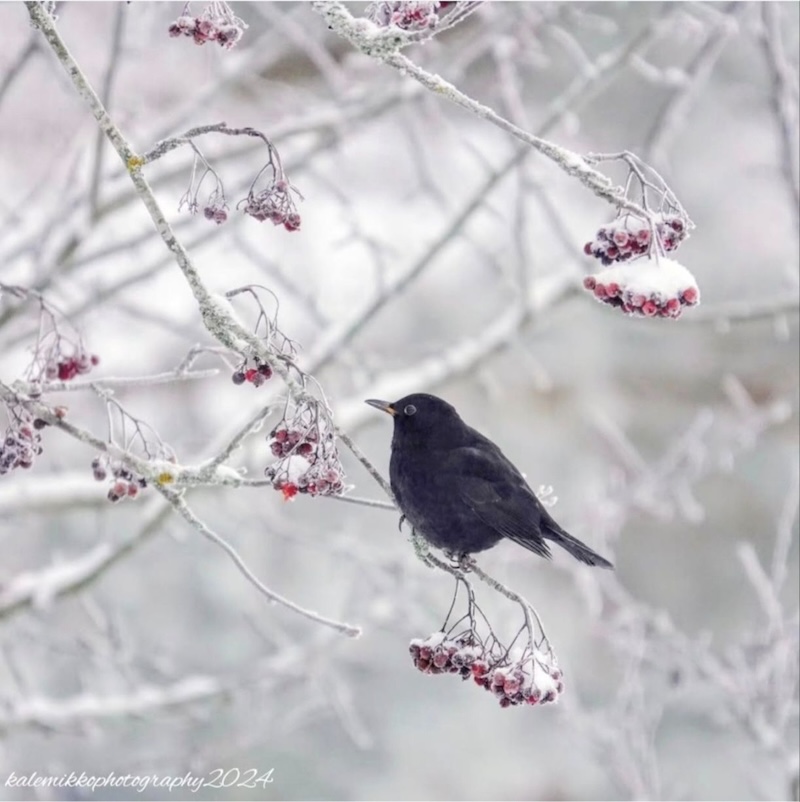 Mustarastas lumisen pihlajan oksalla.