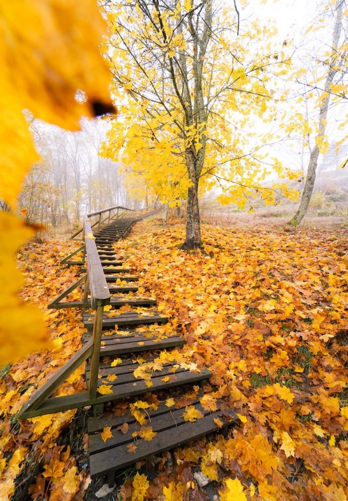 Liedon Vanhalinnan portaat kirkkaanväristen  syksyn lehtien peitossa.
