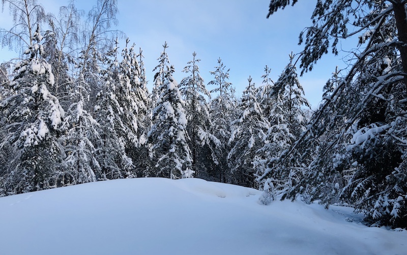 Lumen peittämiä kuusia.