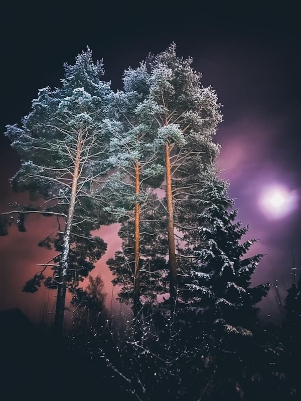 Kuutamo valaisee huurteiset männyt, jotka kurottelevat taivasta vasten.