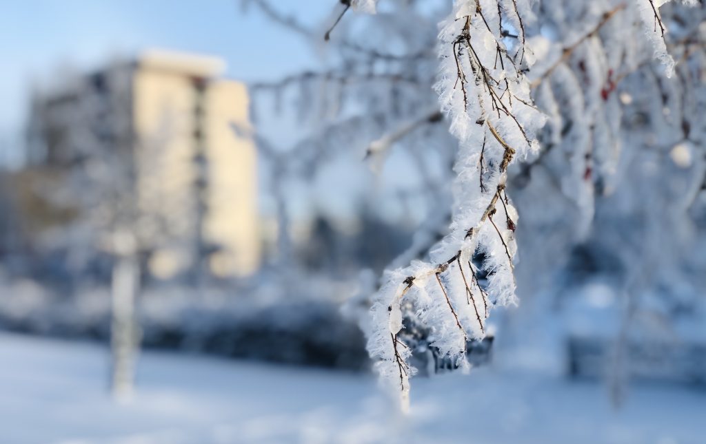 Jääkiteitä puunoksilla ja kerrostalo Raision keskuspuistossa.