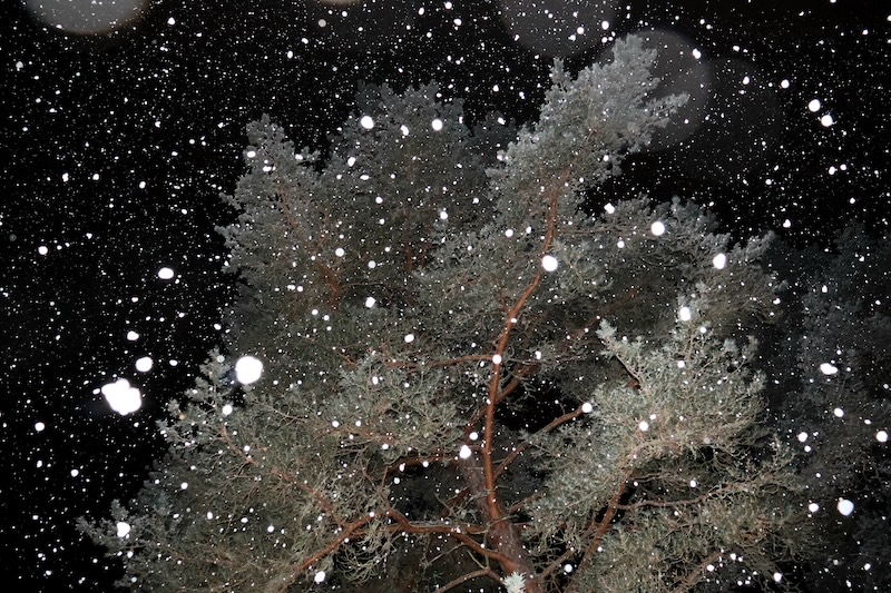 Lumihiutaleita ja havupuu tummaa taivasta vasten.