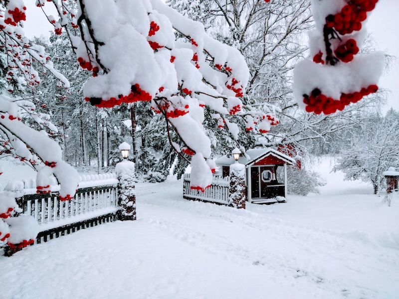Lumen peittämä piha ja pihlajan oksia, jotka roikkuvat marjojen ja lumen painosta.
