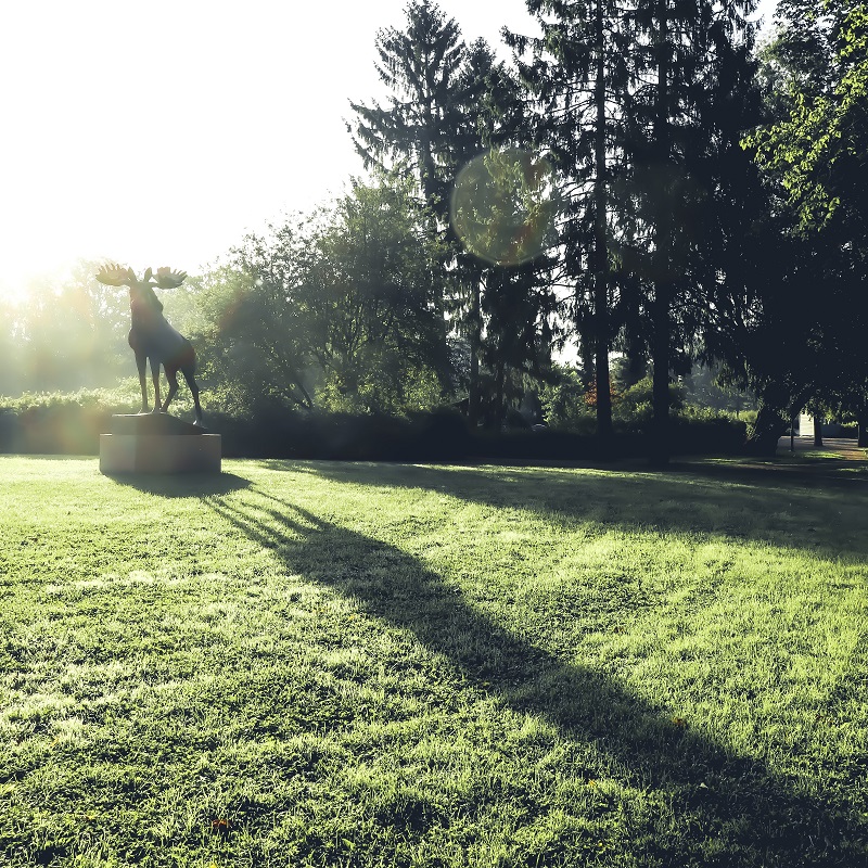 Hirvi-patsas ja sen varjo Kupittaanpuistossa auringon valossa.