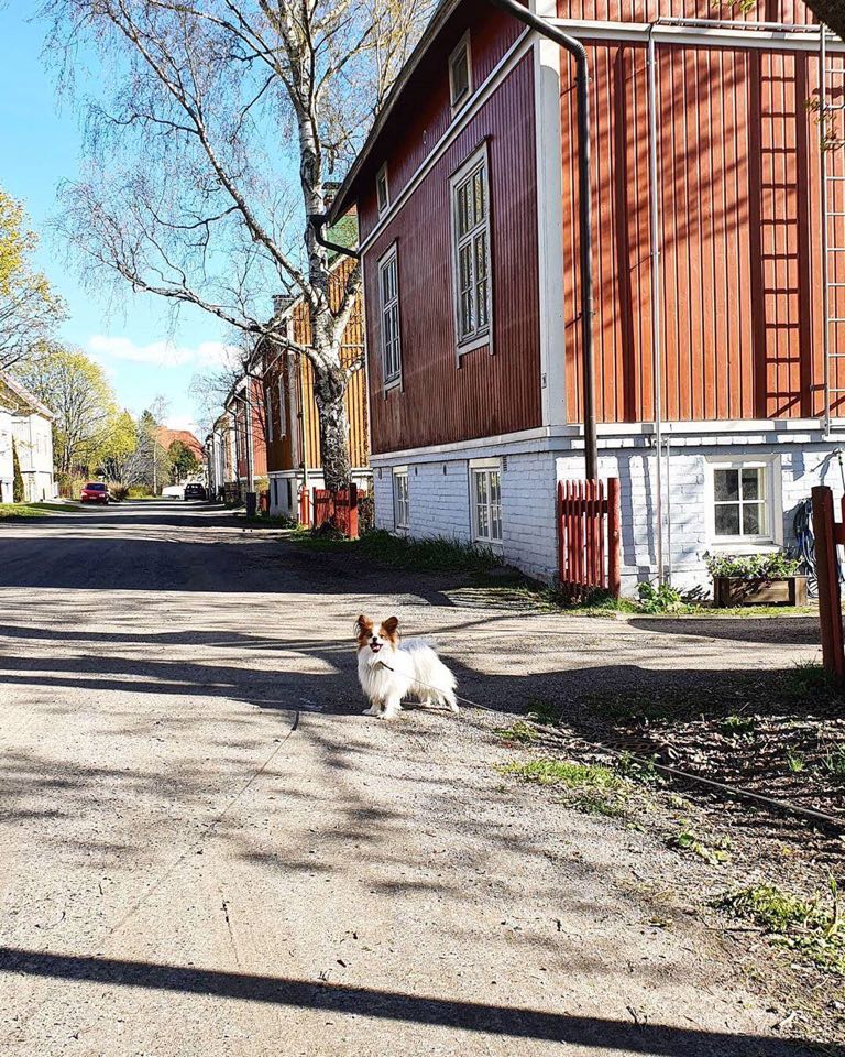 Värikkäistä puutaloja ja etualalla suloinen pieni koira.