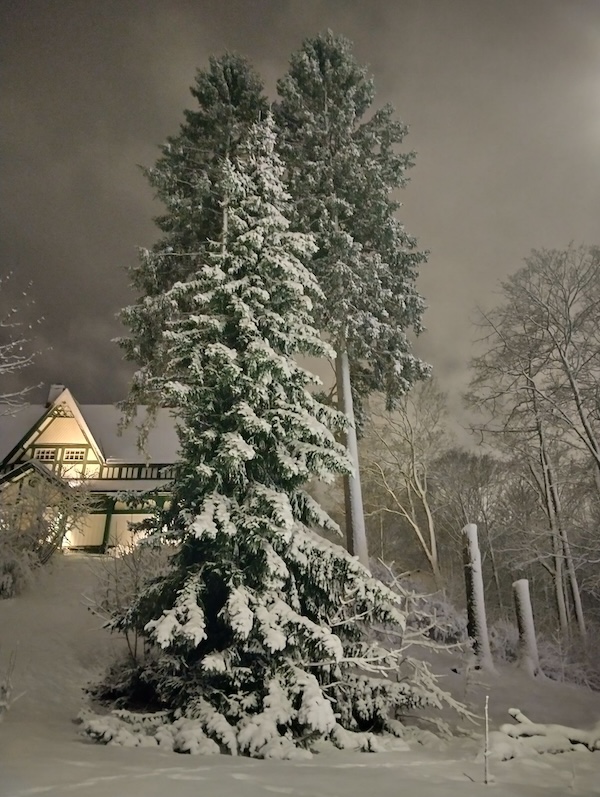 Lumen peittämä kuusi Turun biologisen museon edustalla.