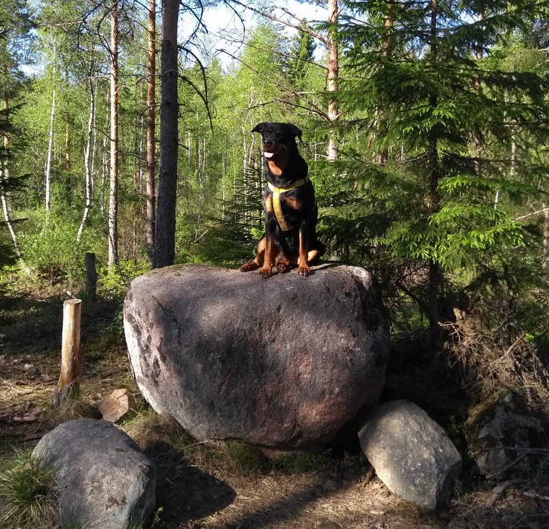 Musta koira istuu kivellä Varissuota ympäröivässä metsässä.