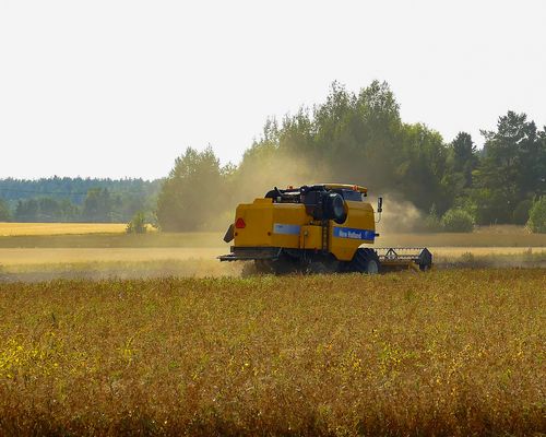 Puimuri puimassa peltoa