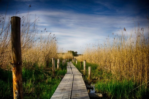 Pitkospuut kulkevat kaislojen läpi