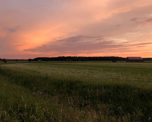 Pelto ja taustalla näkyvä metsä kesällä auringonlaskun aikaan