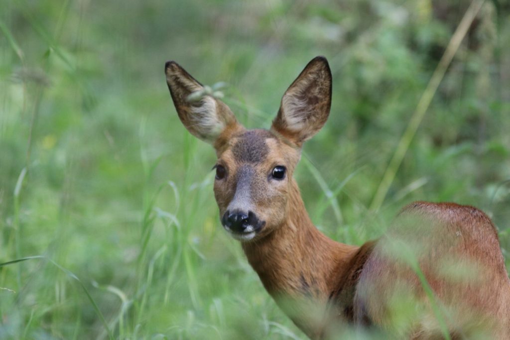 Peura katsoo suoraan kameraan korvat pystyssä ruohon seasta Ruissalossa.