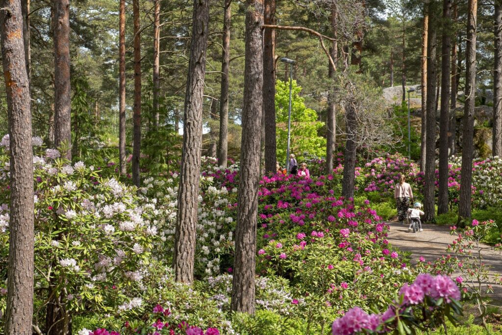 Eri värisiä alppiruusuja ja mäntyjä Raision Alppiruusupuistossa, taustalla ihmisiä.